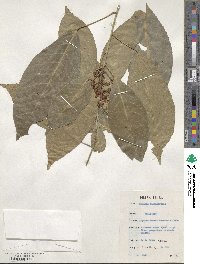 Rinorea oblongifolia image