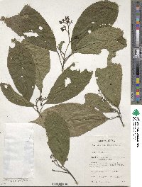 Rinorea oblongifolia image