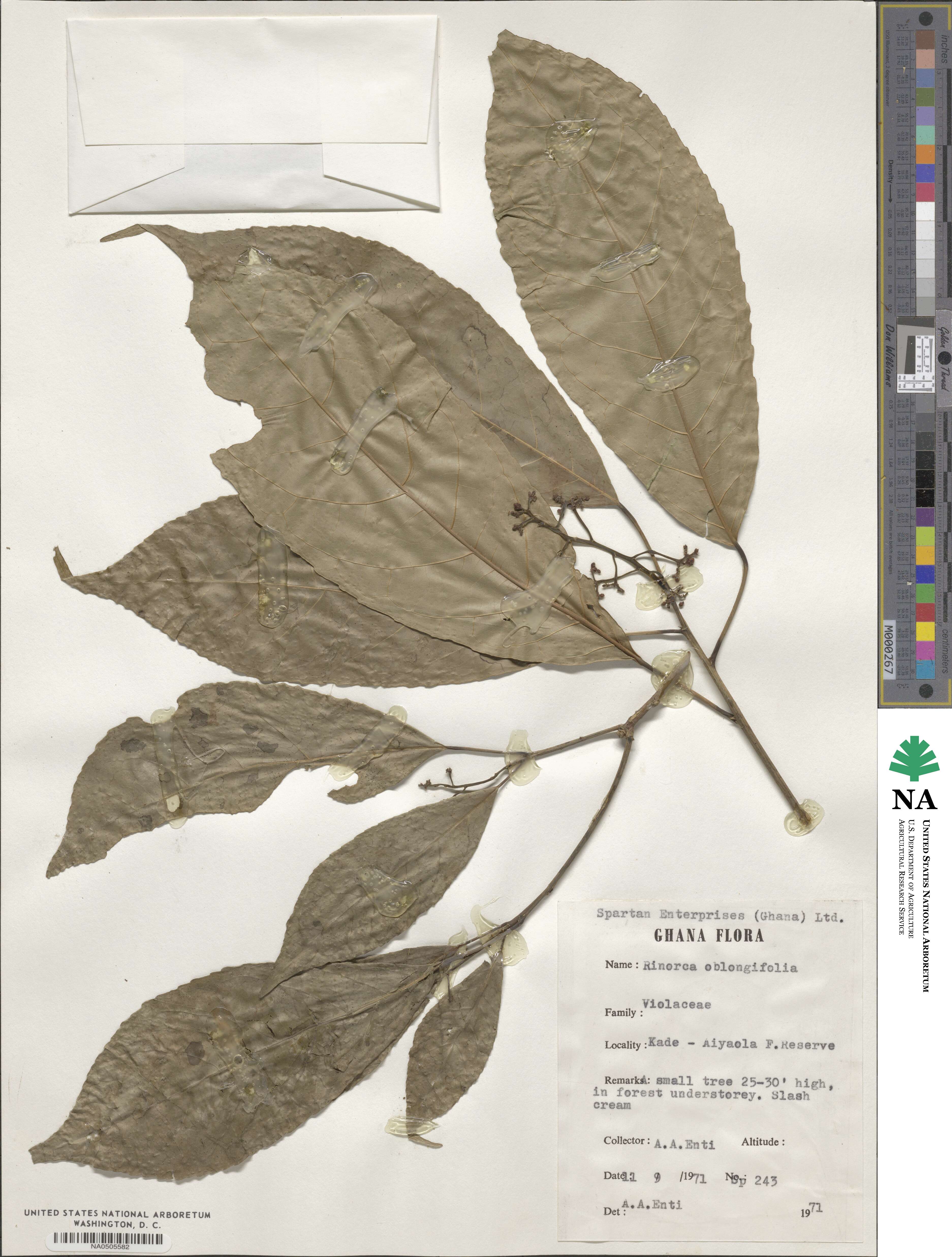 Rinorea oblongifolia image