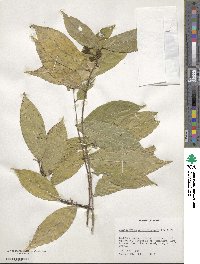 Gloeospermum sphaerocarpum image