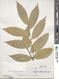 Gloeospermum sphaerocarpum image