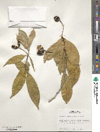 Image of Amphirrhox longifolia