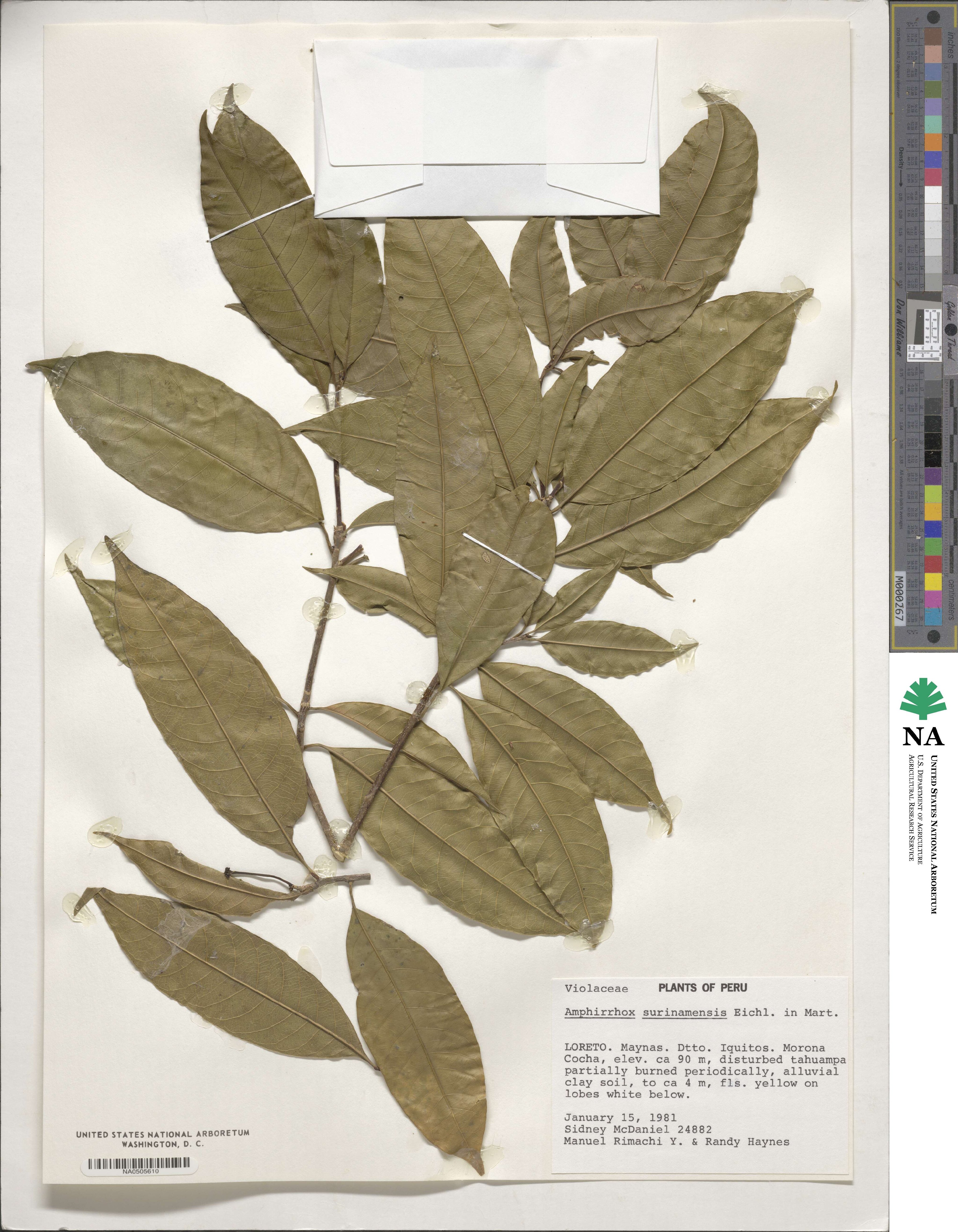 Amphirrhox longifolia image