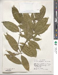 Amphirrhox longifolia image