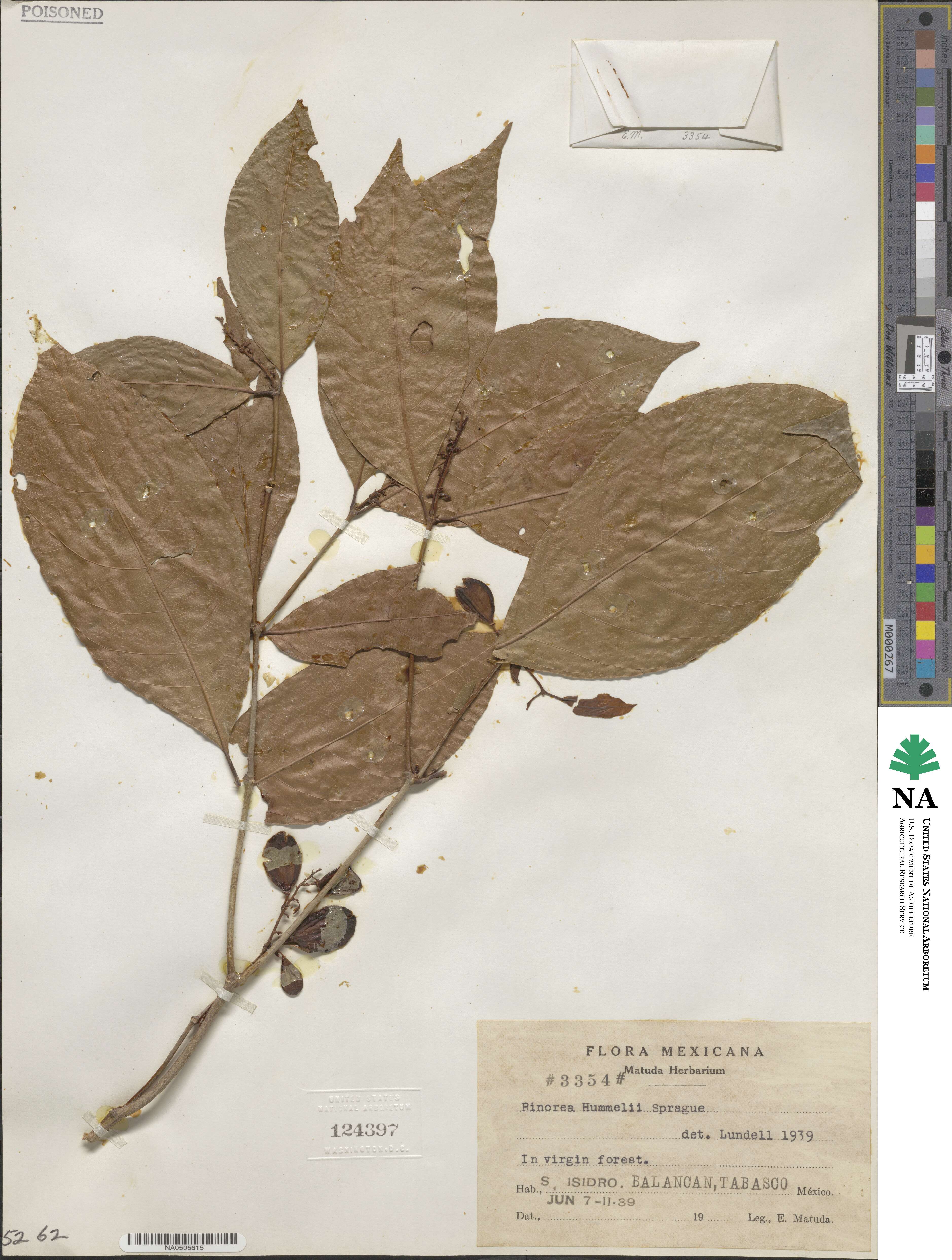 Rinorea hummelii image