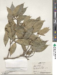 Image of Rinorea squamata