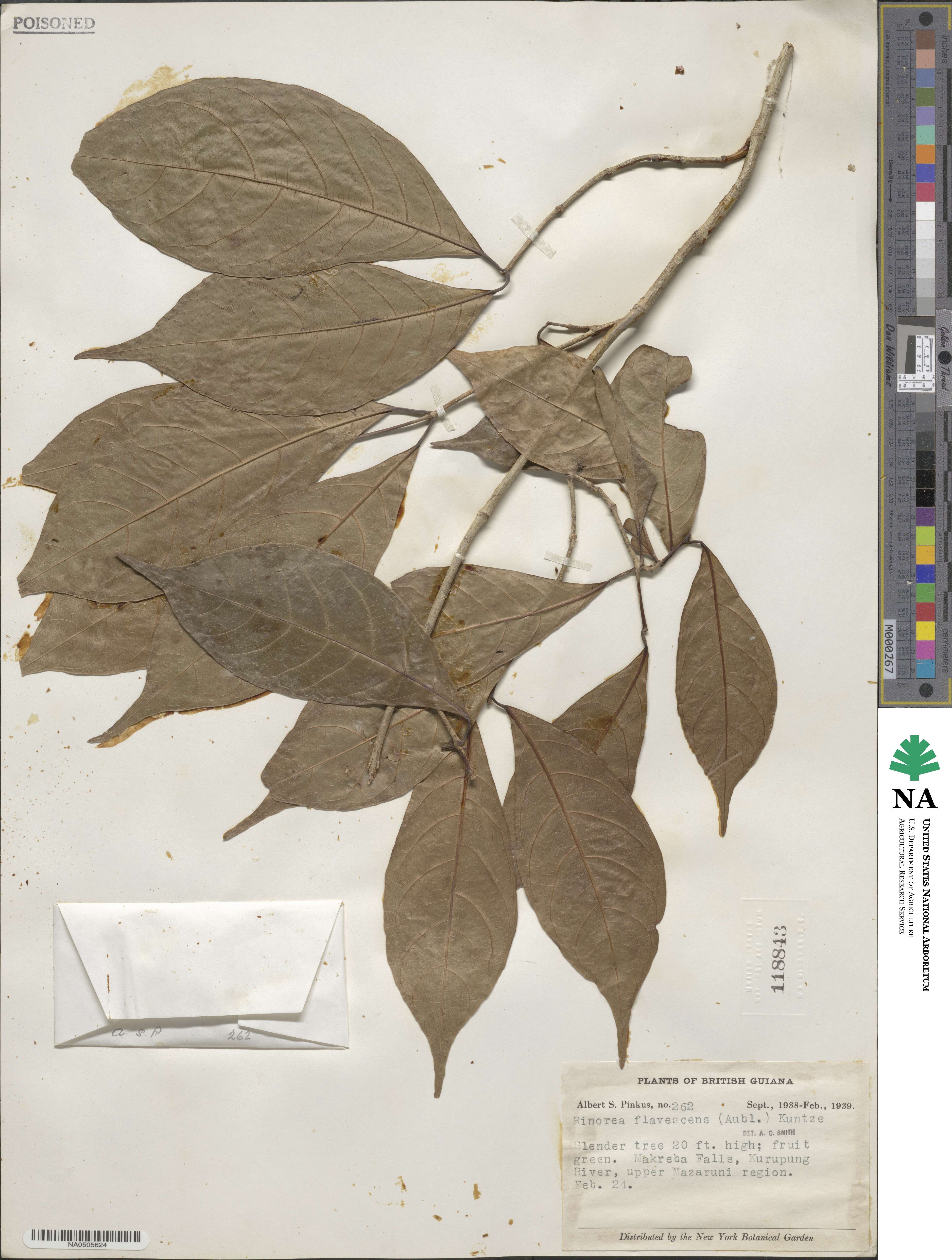 Rinorea flavescens image