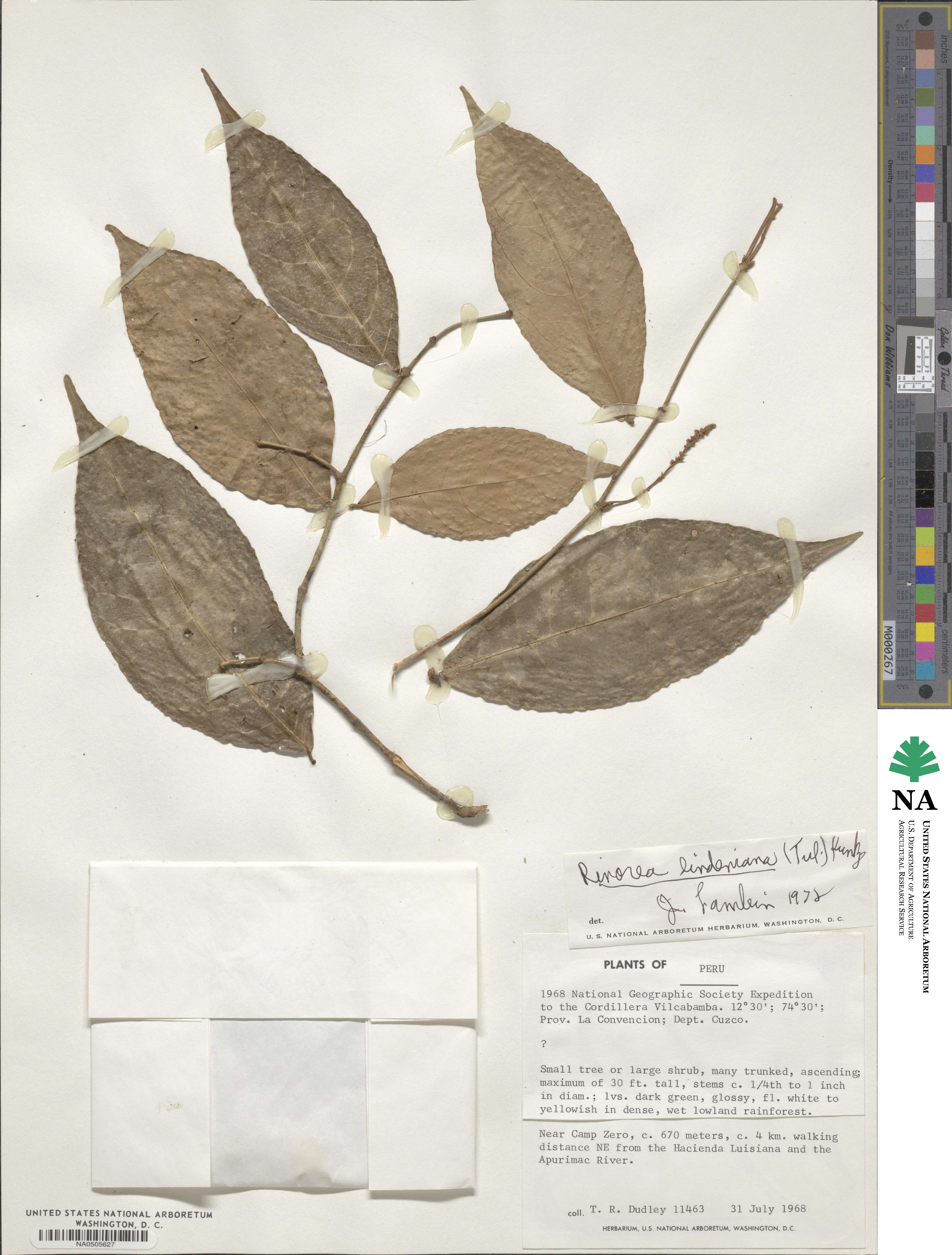 Rinorea lindeniana image