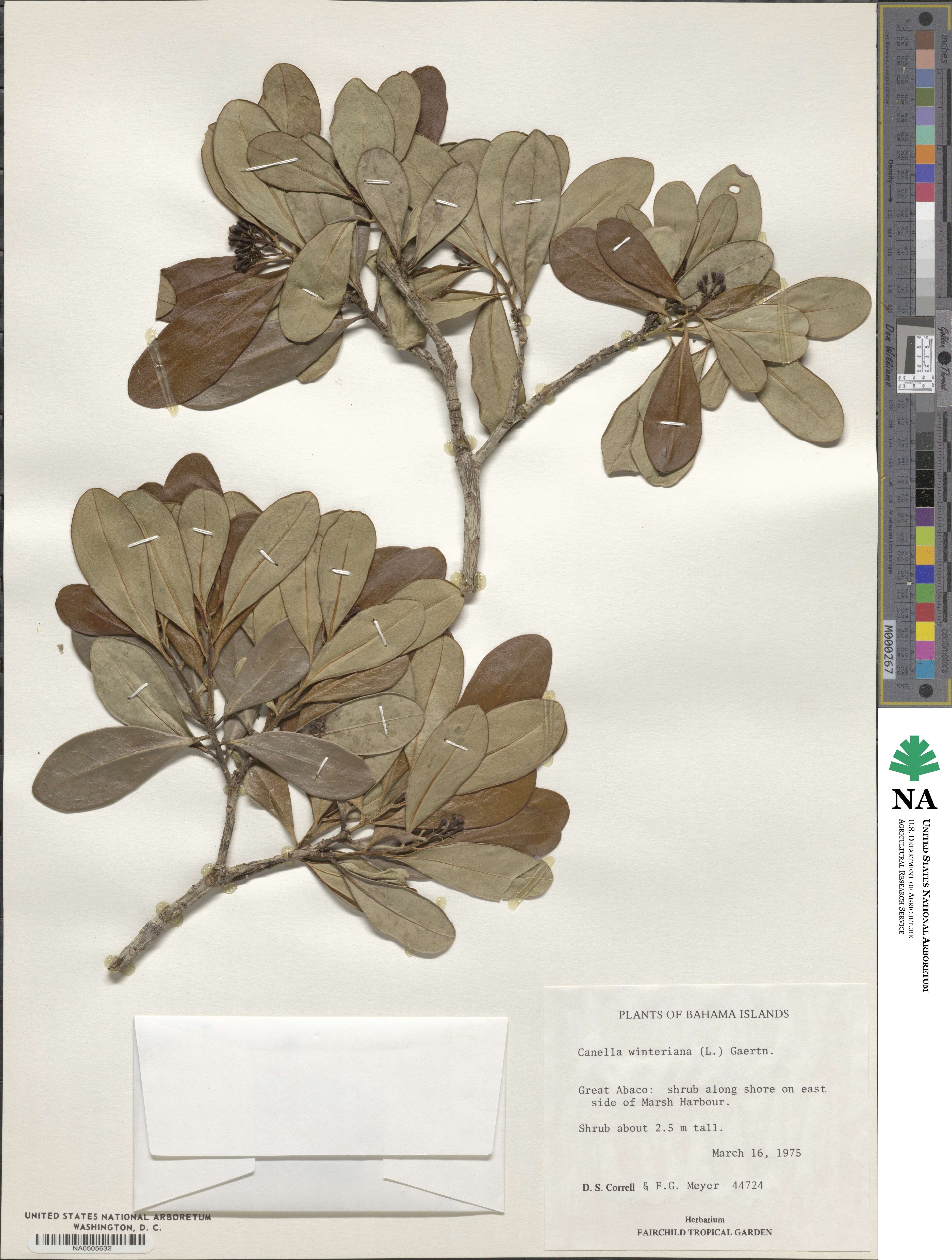 Canella winterana image