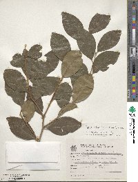 Image of Cinnamodendron dinisii