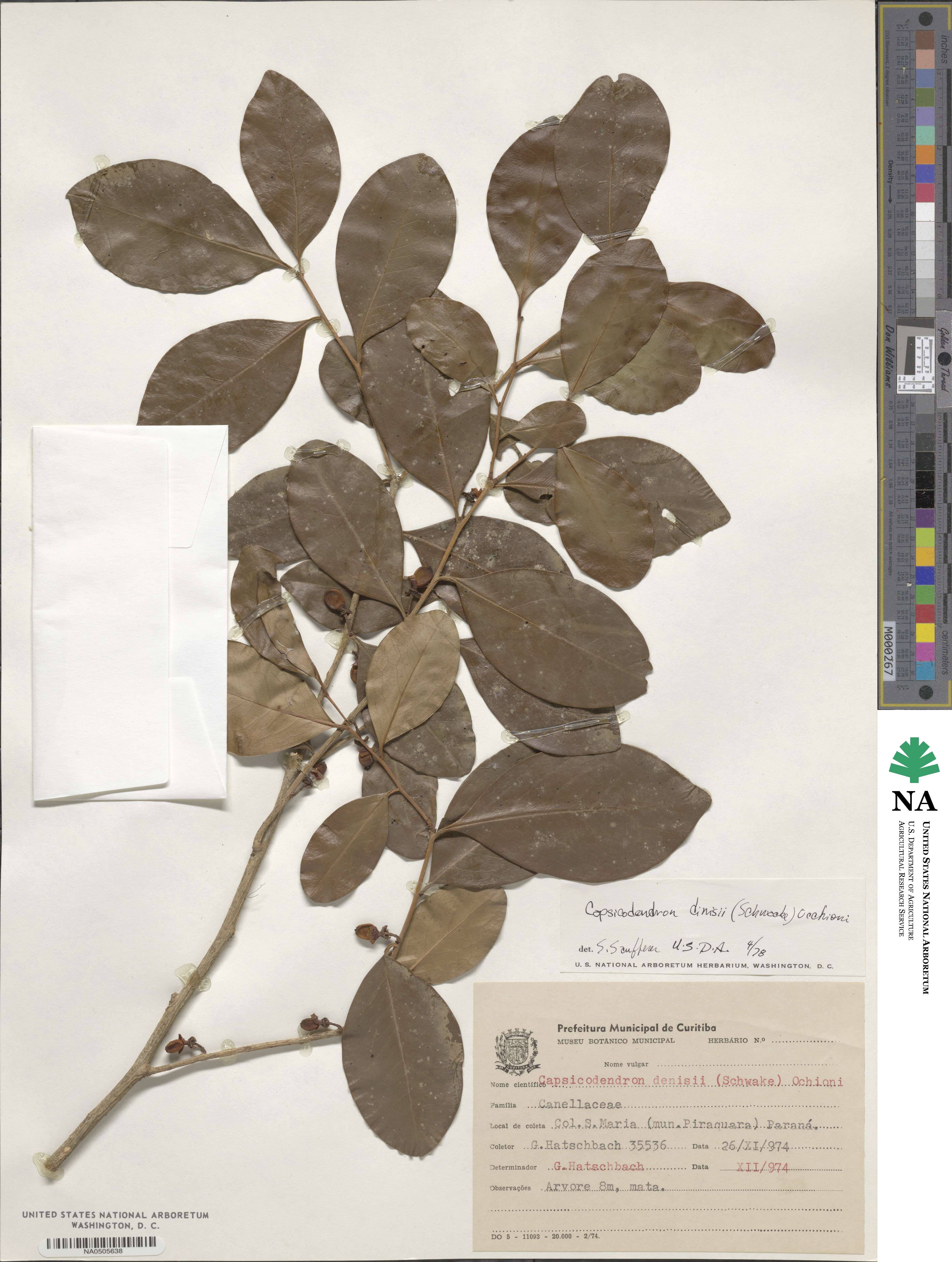 Cinnamodendron dinisii image