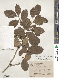 Cinnamodendron dinisii image