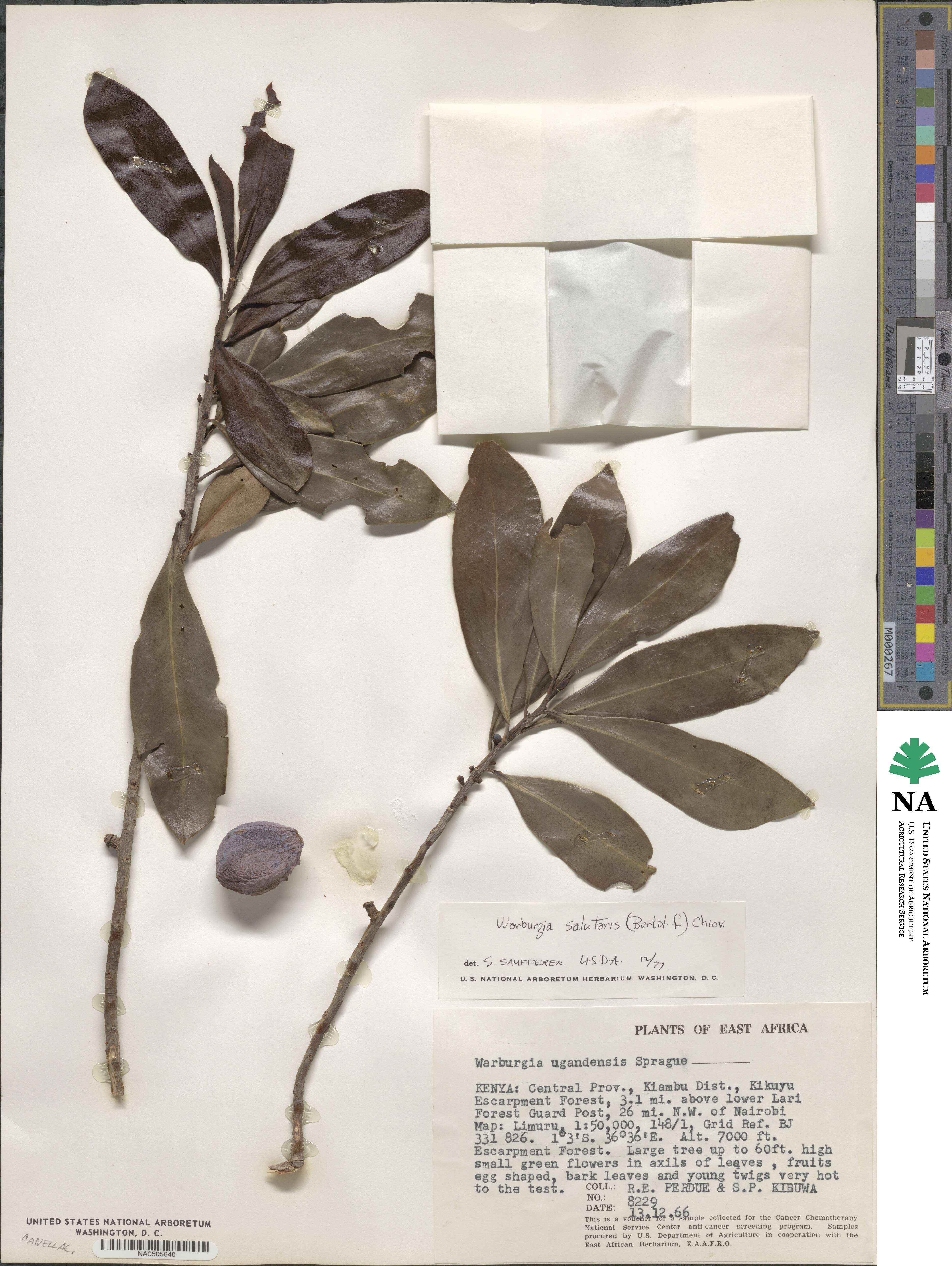 Warburgia image