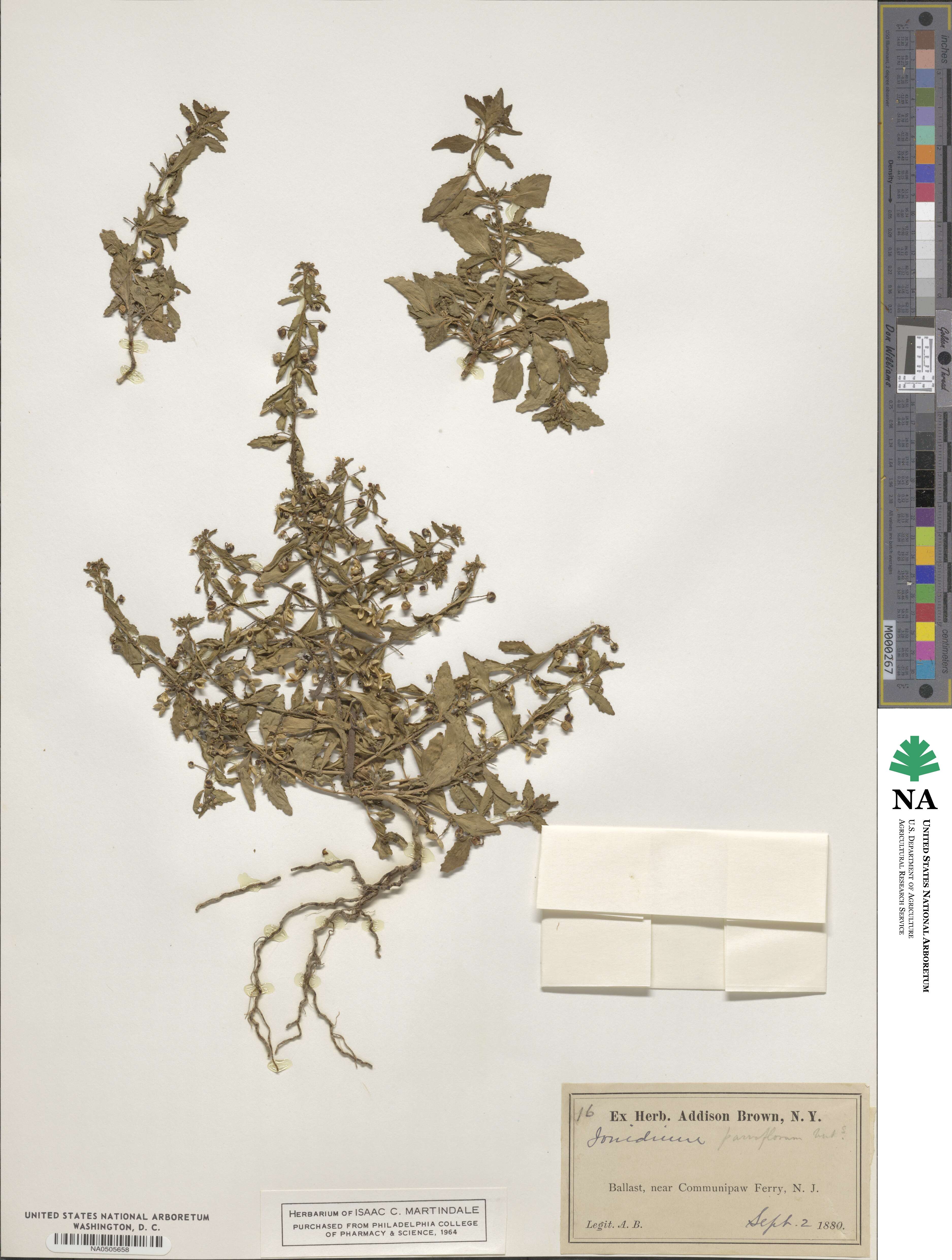 Pombalia parviflora image