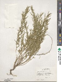 Pombalia verticillata image