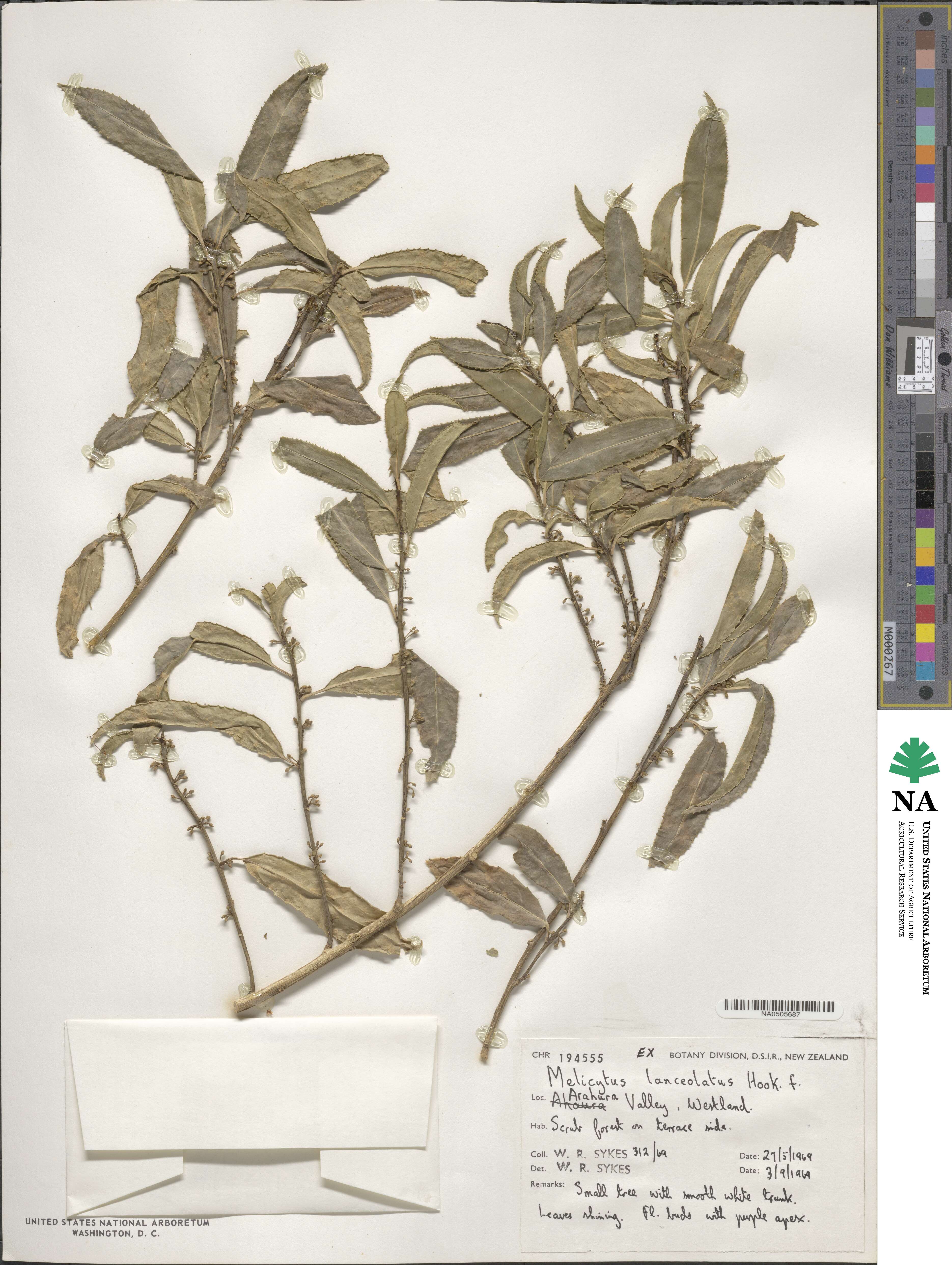 Melicytus lanceolatus image