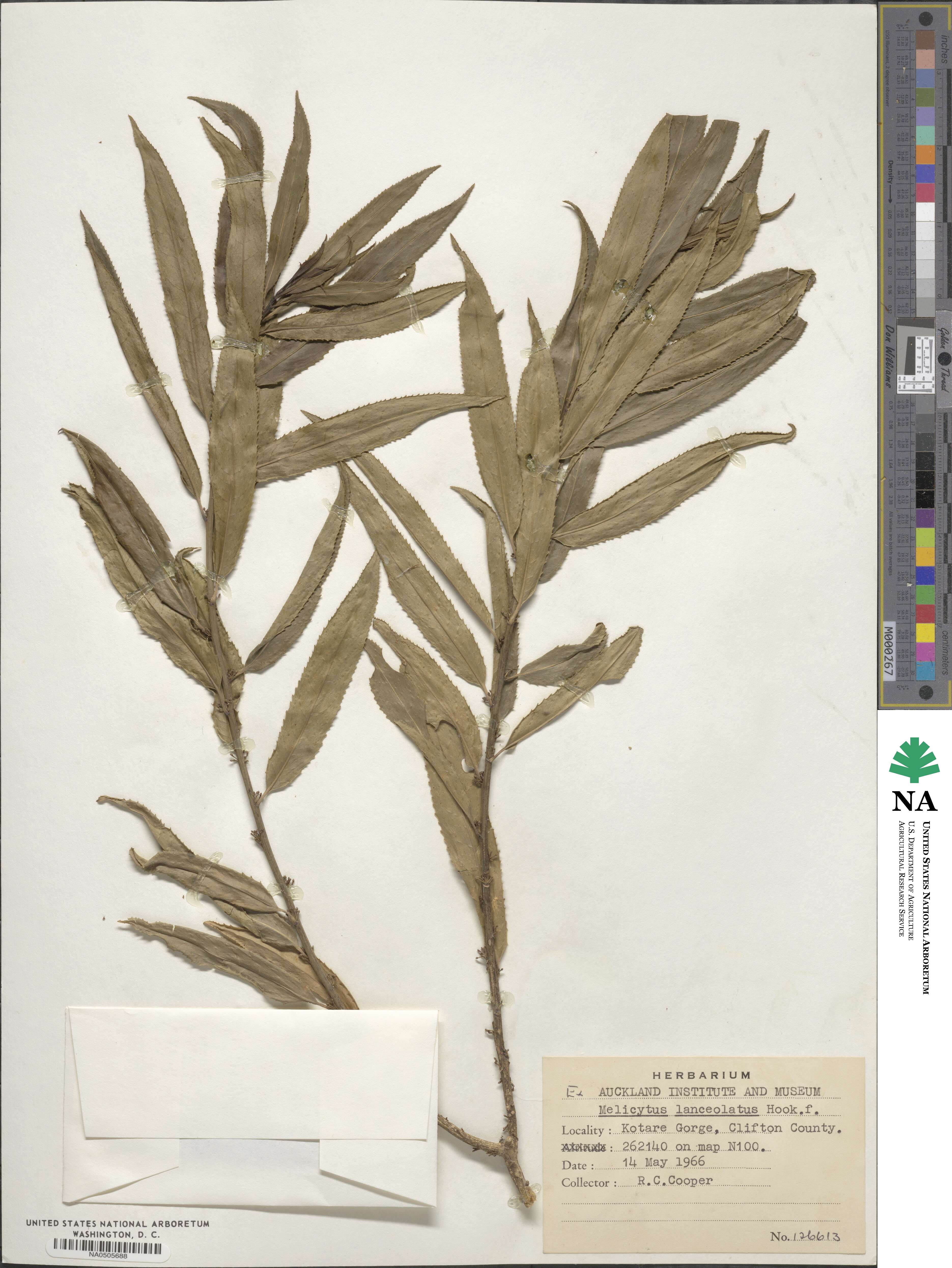 Melicytus lanceolatus image