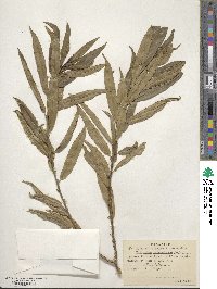 Melicytus lanceolatus image