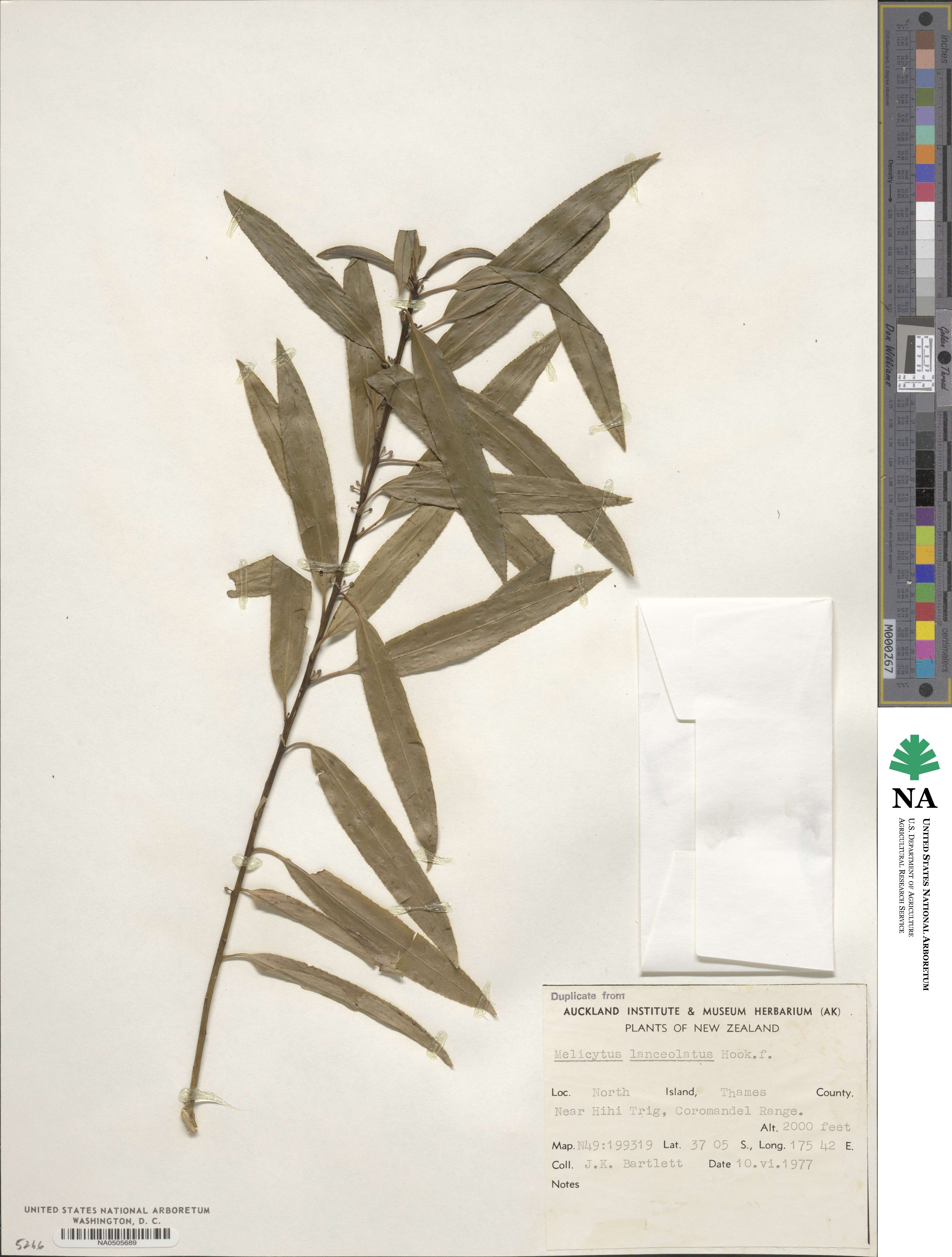 Melicytus lanceolatus image