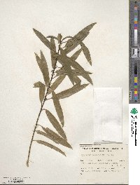 Melicytus lanceolatus image