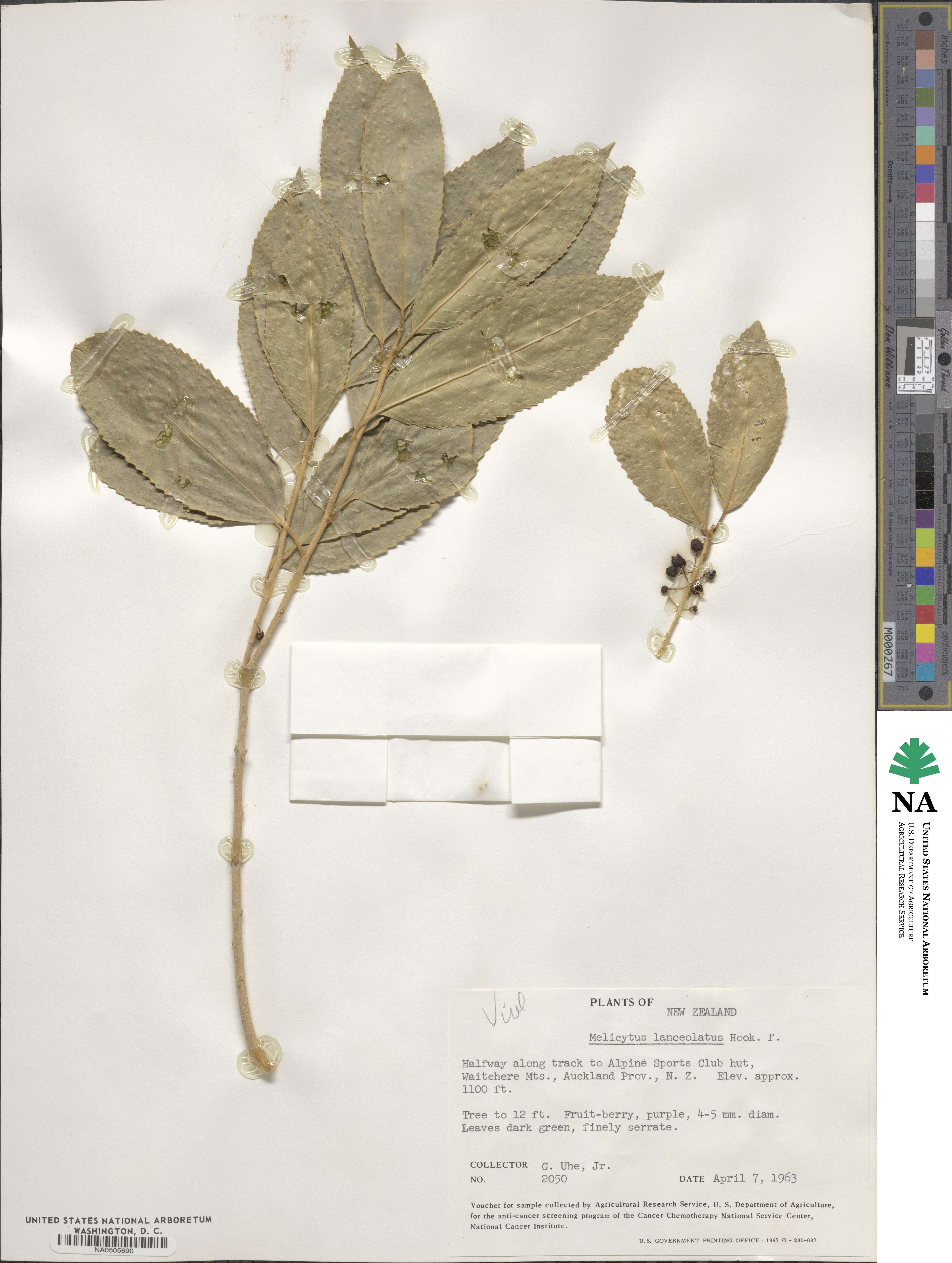 Melicytus lanceolatus image