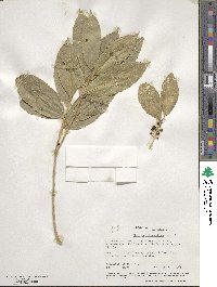 Melicytus lanceolatus image