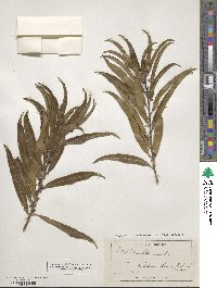 Melicytus lanceolatus image