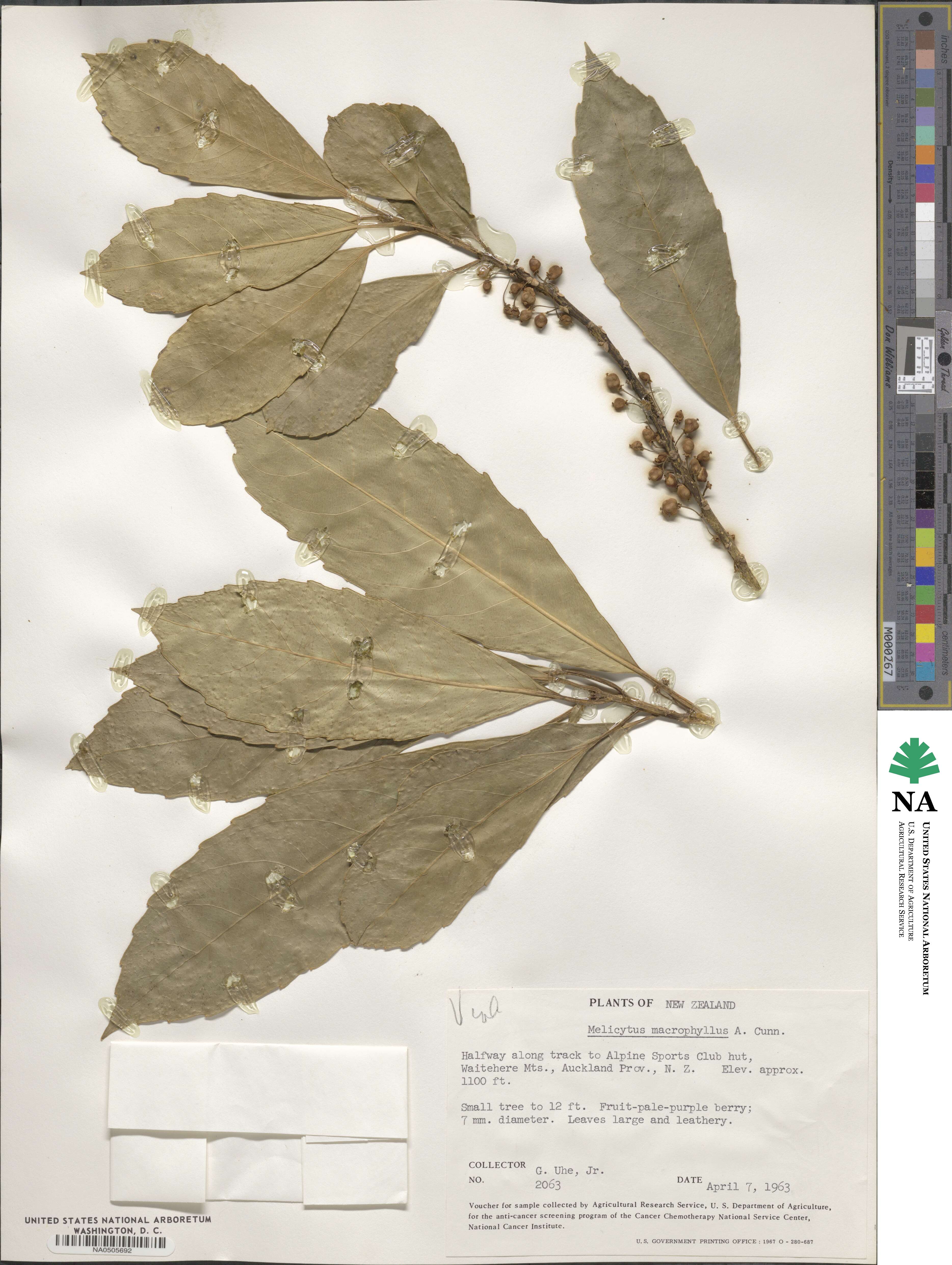 Melicytus macrophyllus image