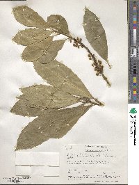 Melicytus macrophyllus image