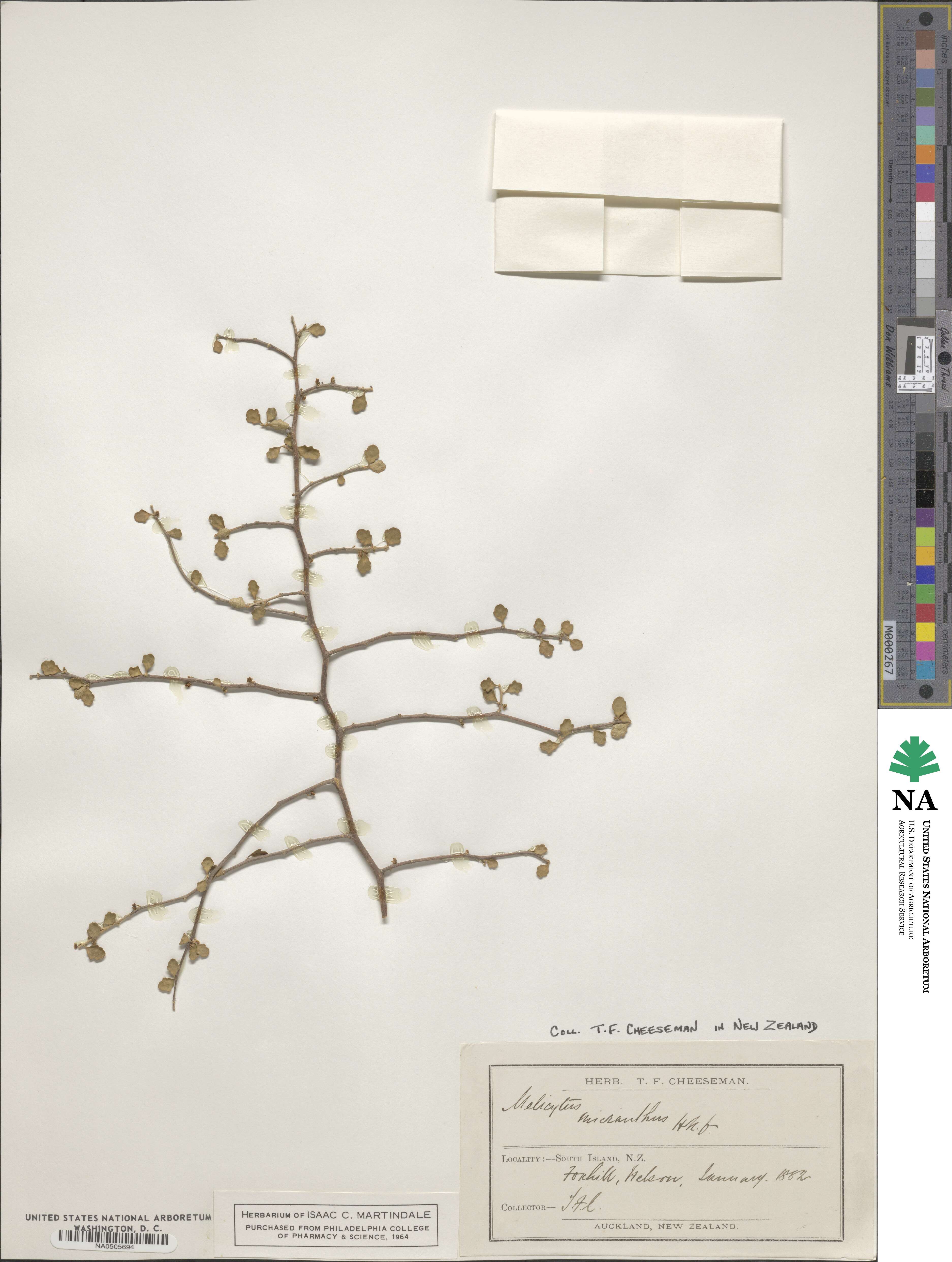 Melicytus micranthus image