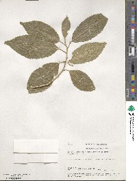 Melicytus ramiflorus image