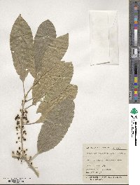 Melicytus ramiflorus image