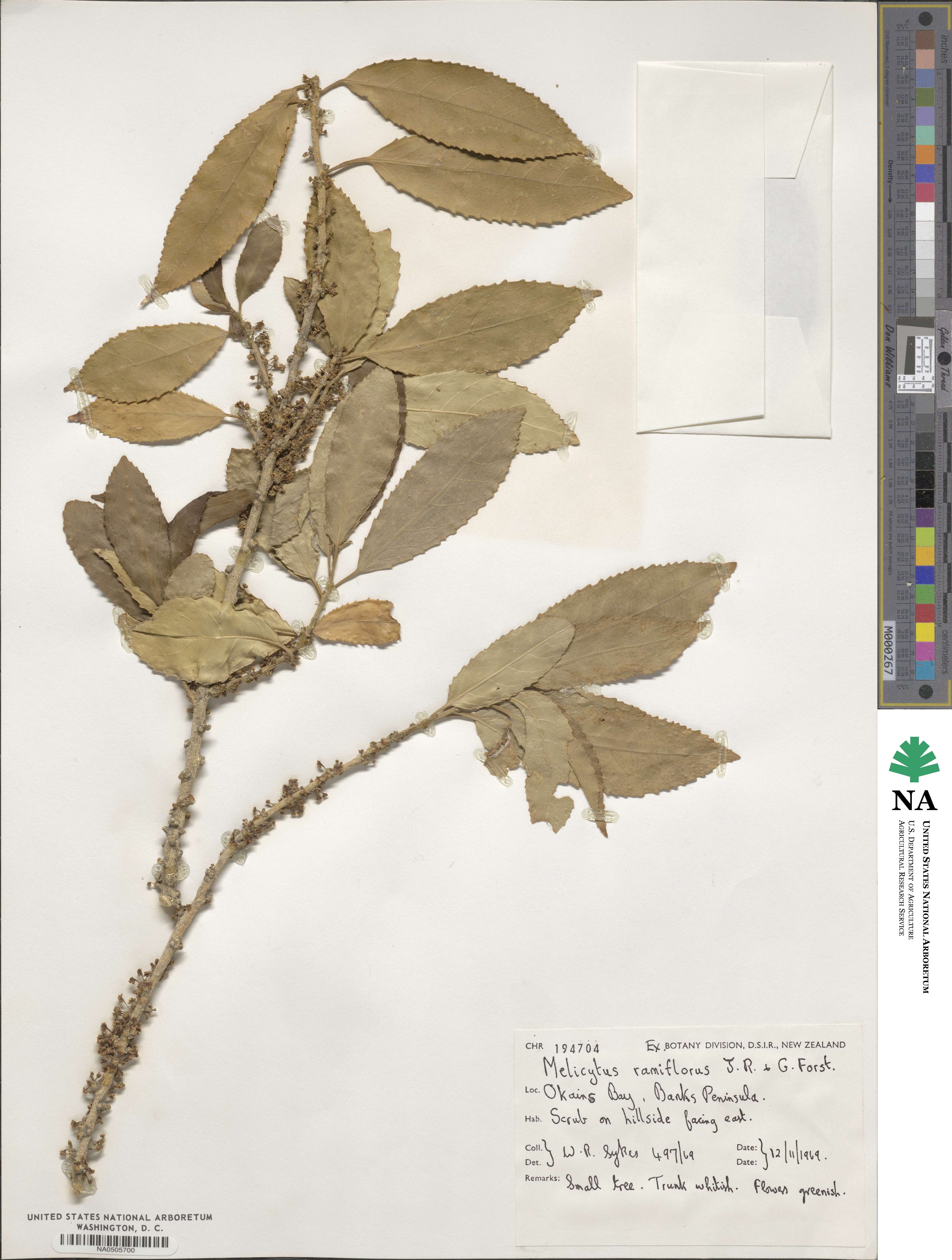 Melicytus ramiflorus image