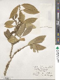 Melicytus ramiflorus image