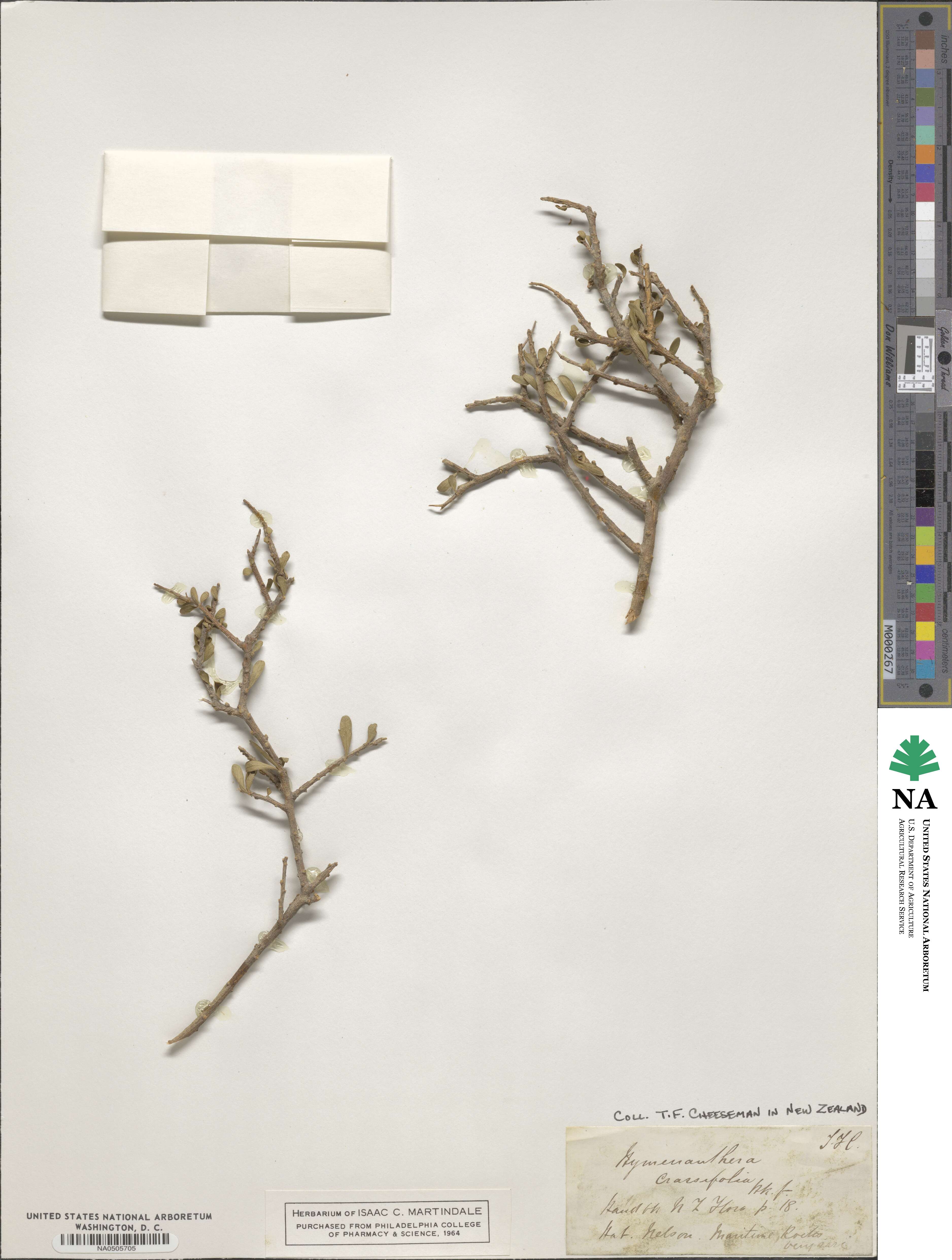 Melicytus crassifolius image