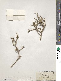 Melicytus crassifolius image