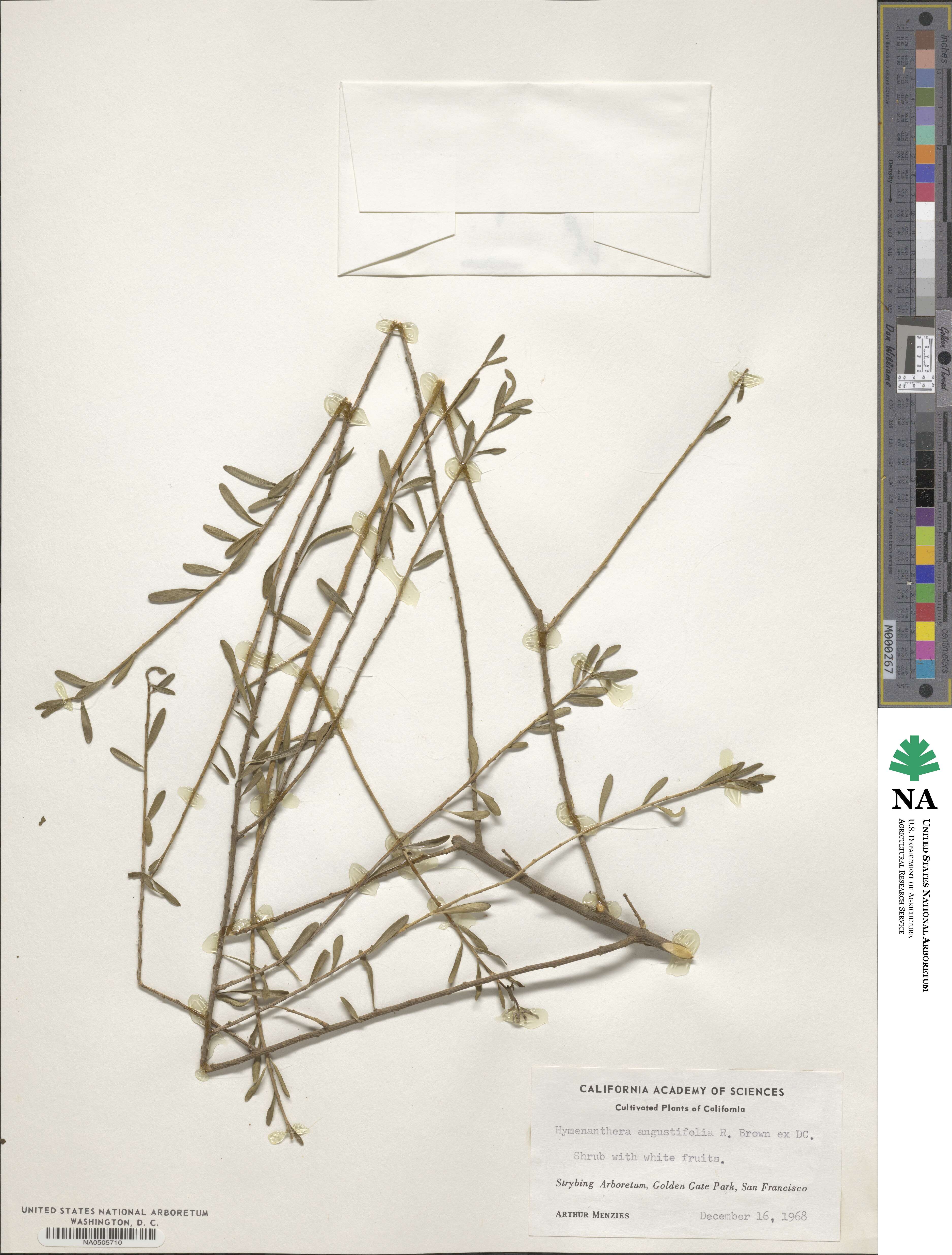 Melicytus angustifolius image