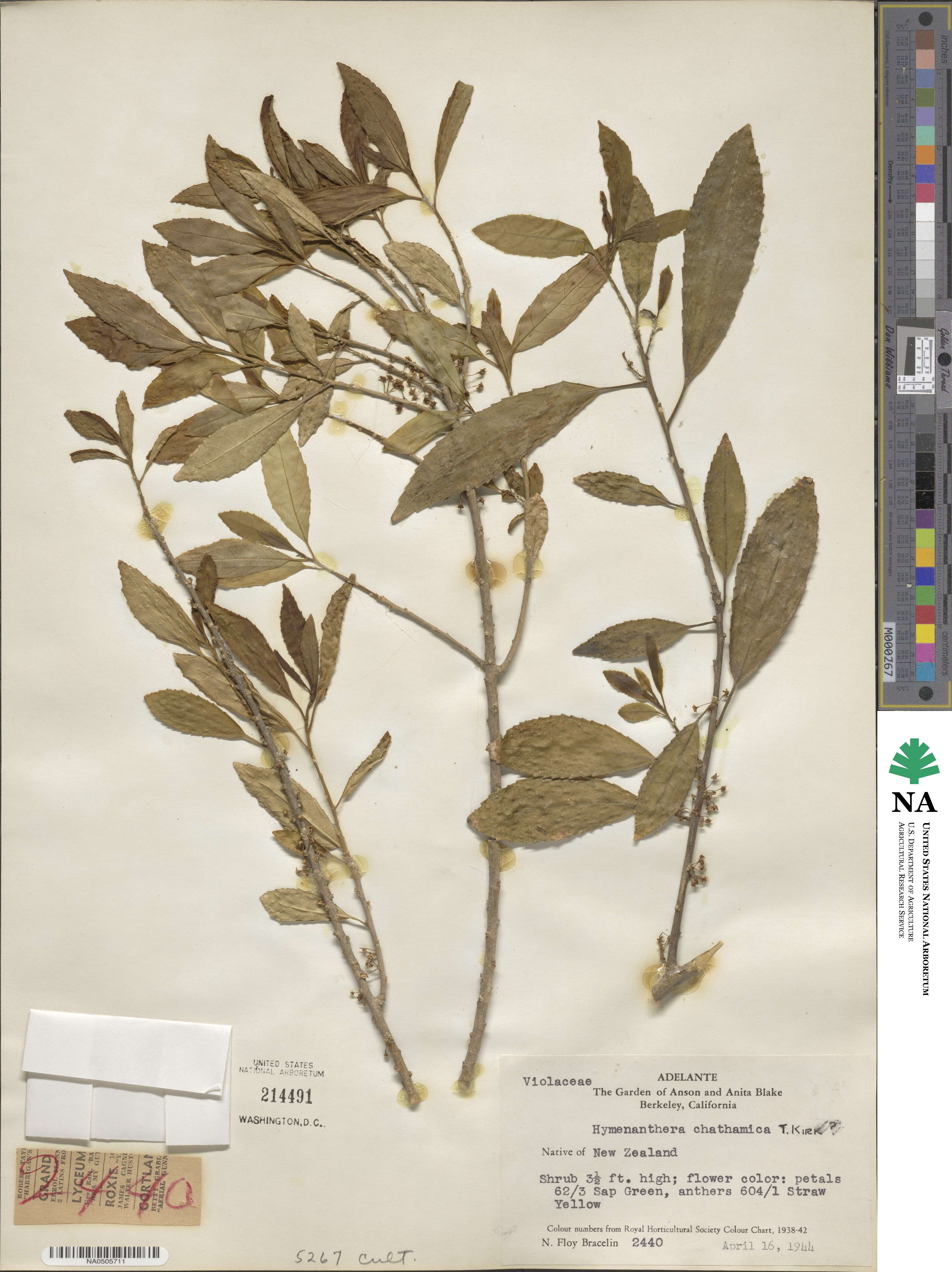 Melicytus chathamicus image