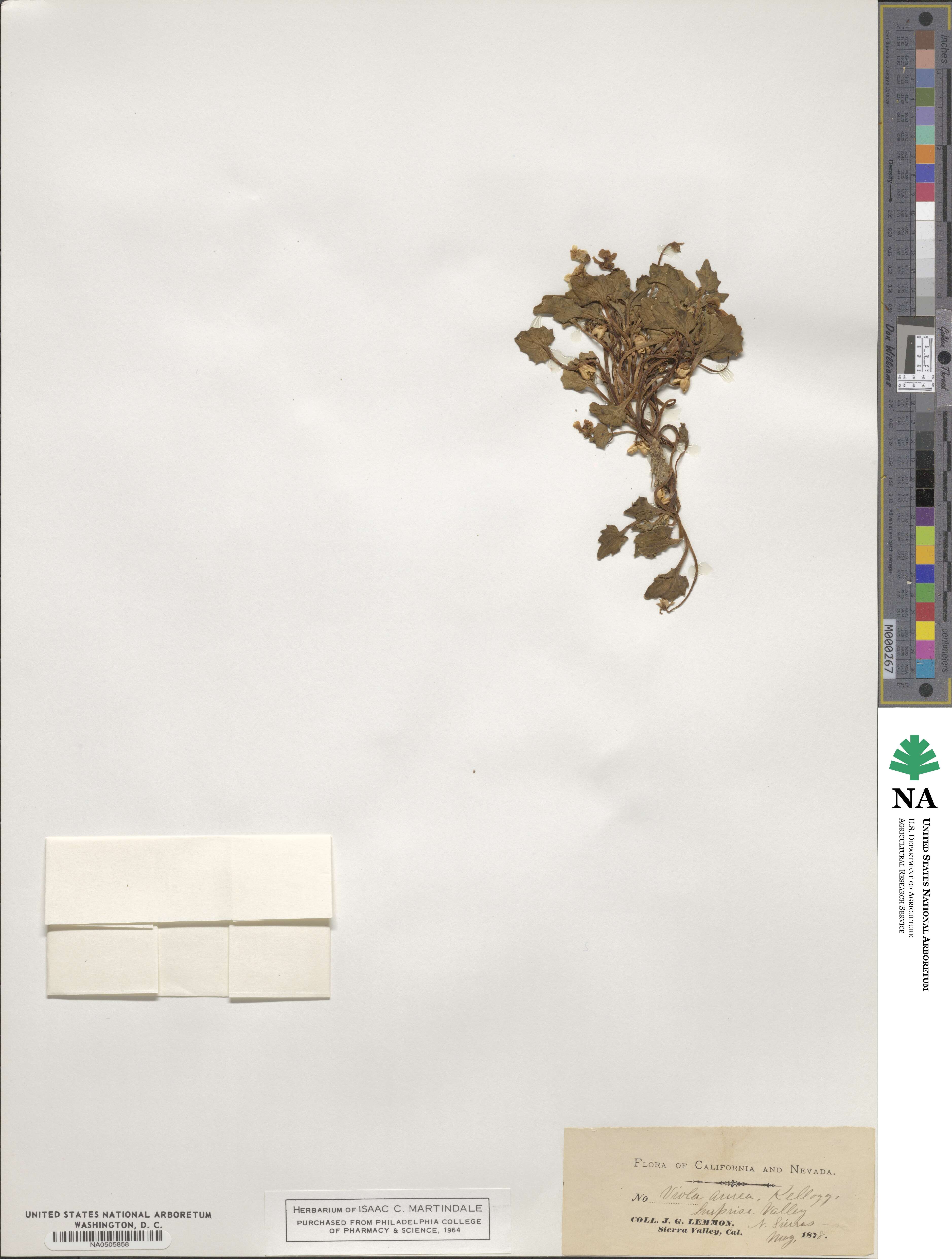 Viola aurea image