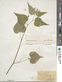 Viola canadensis image