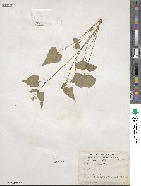 Viola canadensis image