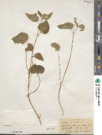 Viola canadensis image