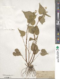 Viola canadensis image