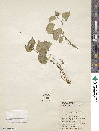 Viola canadensis image