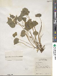 Viola canadensis image