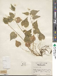 Viola canadensis image