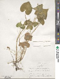 Viola canadensis image