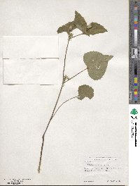 Viola canadensis image