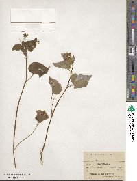 Viola canadensis image