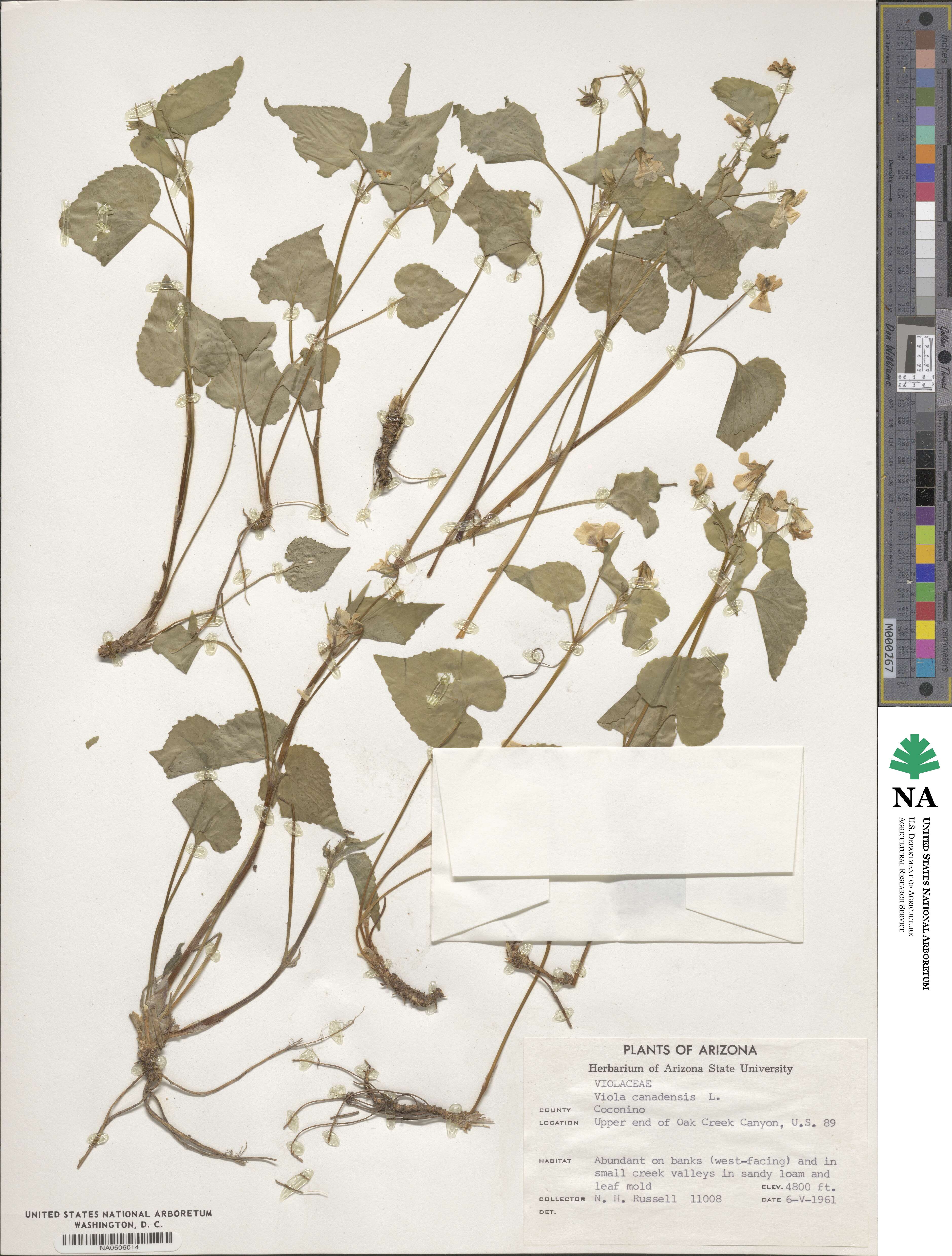 Viola canadensis image